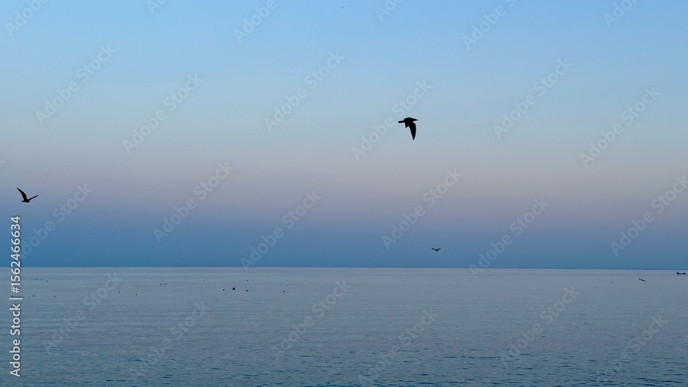 Fototapeta premium seagulls on the sea