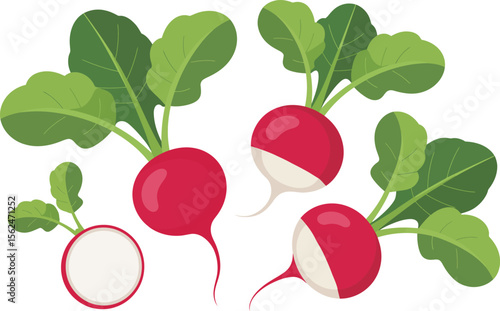 A Colorful Collection of Fresh Radishes Featuring Vivid Red Skins and Lush Green Tops Vector Illustration on a White Background 