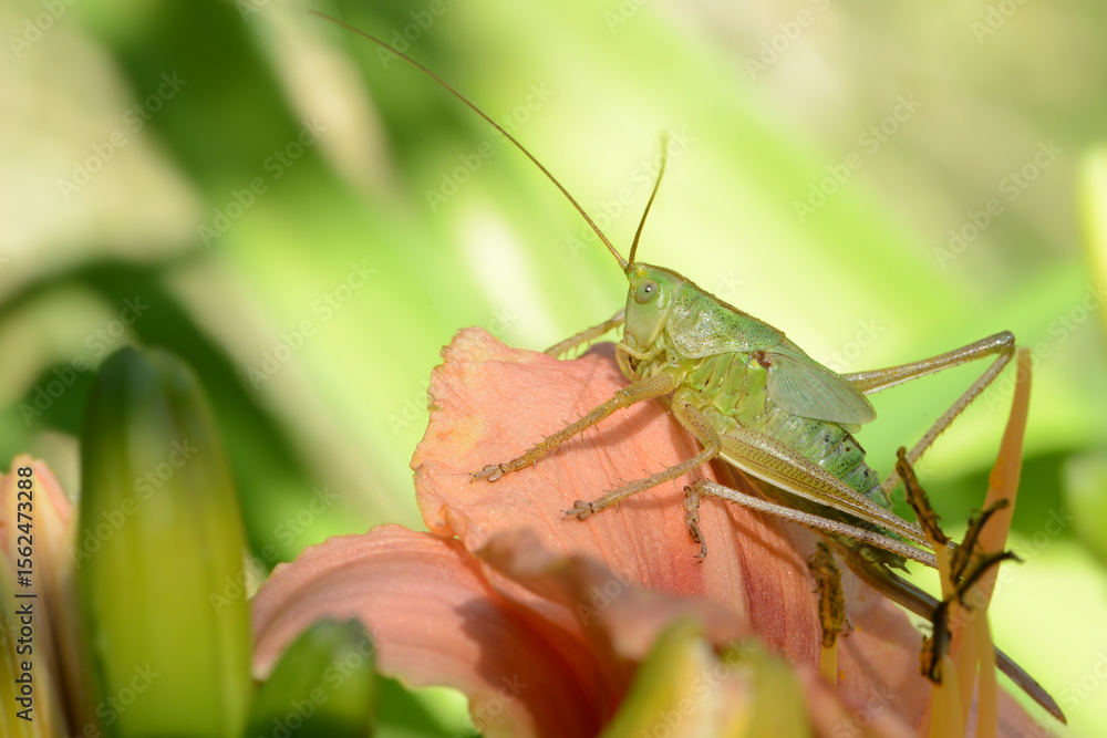 Fototapeta premium Grashüpfer 12