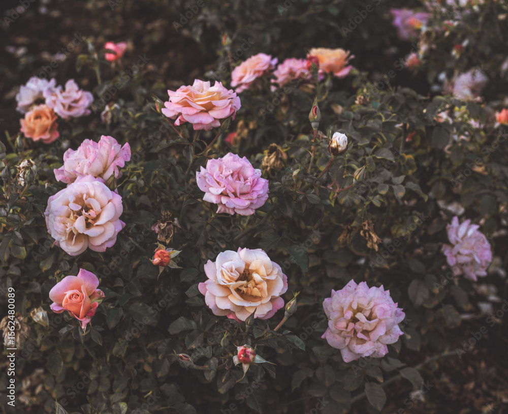 Fototapeta premium Roses