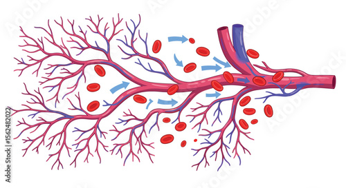 Detailed diagram of human circulatory system with blood flow and arteries