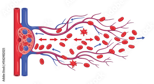 Detailed diagram of red blood cells flowing through arteries and veins in a medical illustration