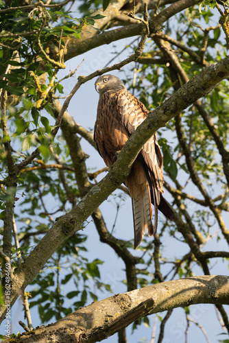red kite sitting in an ash tree in an English Country Garden