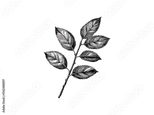 Ash tree engraving, vintage botanical art, hand-drawn leaves sketch, rustic woodland decor, black sketch, eco-friendly print, old engraving style, nature tree illustration, forest design