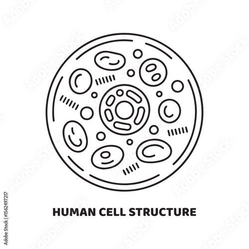 Human Cell Structure Diagram Black Line Art Illustration