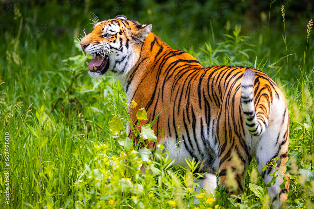 Obraz premium Close up Roaring Amur Tiger Portrait in the Wild