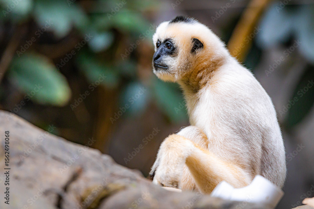 Obraz premium White-cheeked Gibbon cute portrait in the wild