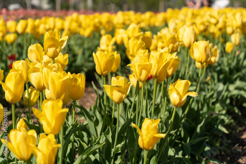 Yellow tulips bloom in a flower garden in spring sunshine