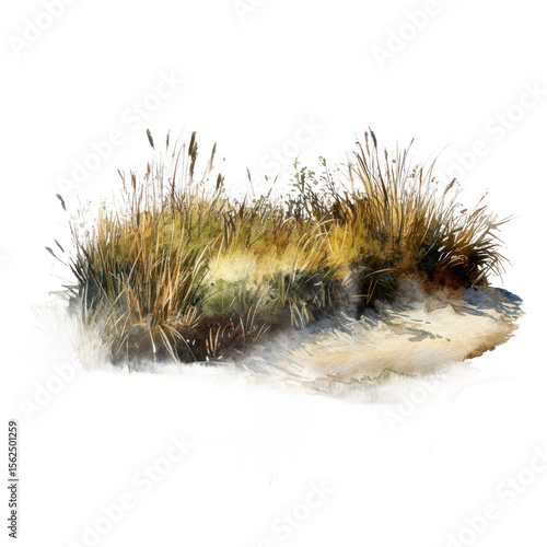 Salt marsh watercolor illustration _ Wetland scene in watercolor, transparent PNG great for ecological posters or coastal preservation campaigns.