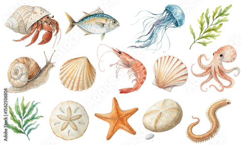 Watercolor Vector Set of Sea Creatures, Shells, Starfish, and Ocean Elements for Summer Designs