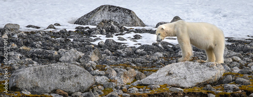 A polar bear (Ursus maritimus) walks through a field of boulders