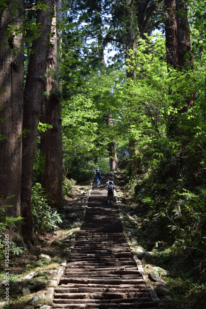 Fototapeta premium 羽黒山の石段 2446段は神社で日本一