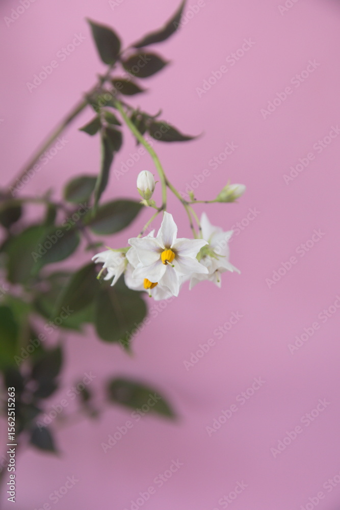 Fototapeta premium Growing of violet potato, stems of heirloom potato with flowers and leaves, Solanum tuberosum, on pink background