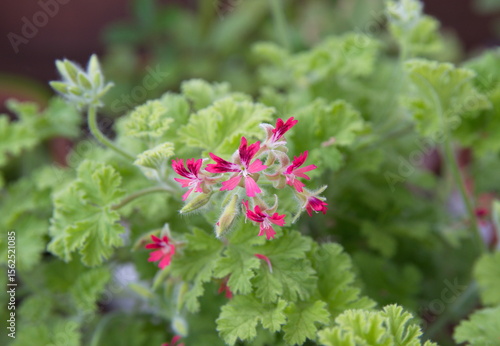 Pelargonium fragrance 