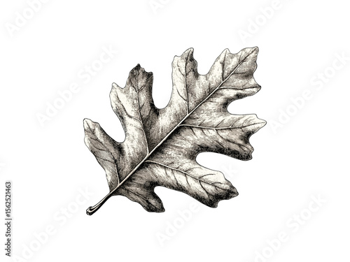 Oak tree leaf engraving, vintage hand-drawn botanical art, rustic nature decor, forest flora illustration, black sketch style, trendy engraving, oak leaf pattern, antique print, classic nature artwork