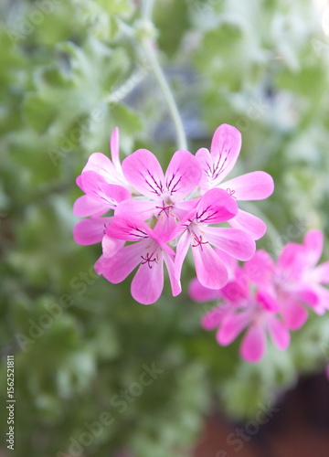 Pelargonium plant with pink flowers, 