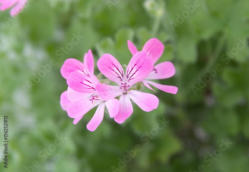 Pelargonium plant with pink flowers, 