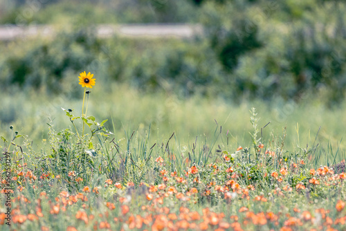 Single yellow flower surrounded by orange flowers on green field 