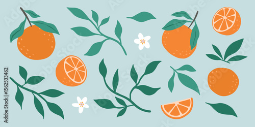 Fresh juicy orange fruit flowers and leaves isolated on a green background. Colorful half and whole orange with a leaf. Perfect for juice or jam. Vector illustration.