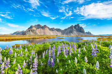 Impressive  sunny day and lupine flowers on Stokksnes cape in Iceland.