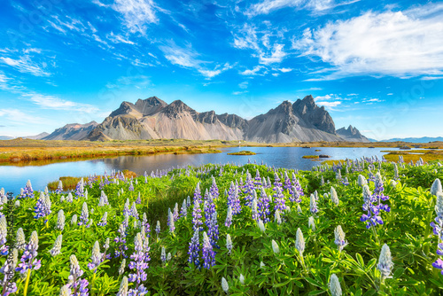 Tableau sur toile Impressive  sunny day and lupine flowers on Stokksnes cape in Iceland