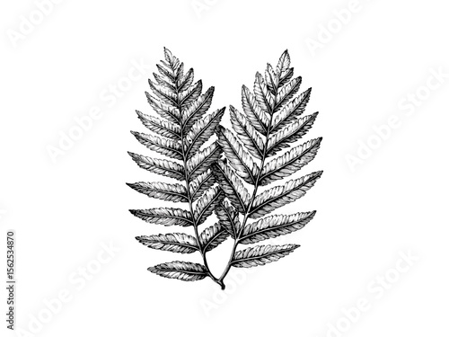 Vintage redwood tree leaves engraving, hand-drawn botanical sketch, redwood branches, evergreen tree art, rustic nature print, black sketch, eco-friendly wall art, old engraving style