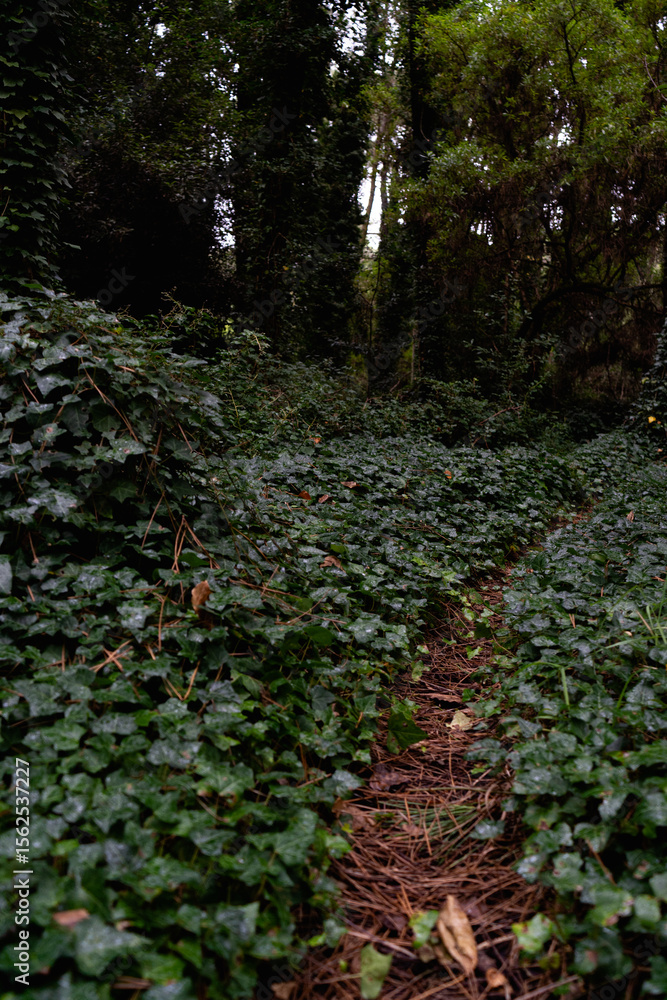 Fototapeta premium sendero