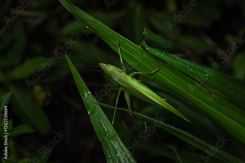 Katydid insect camouflage 