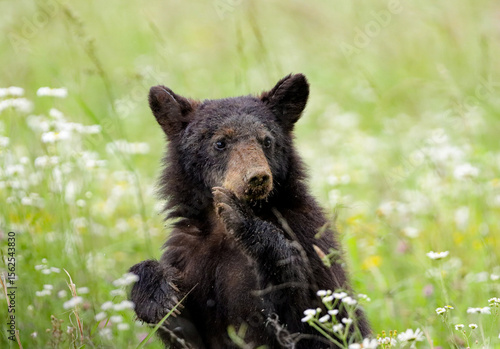 Sweet Little Baby Black Bear 