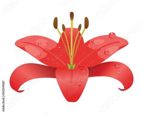 Vibrant Red Lily with Fresh Dew Drops