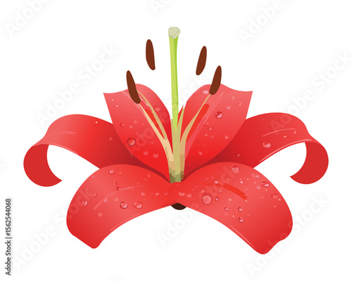 Vibrant Red Lily Flower with Stamens