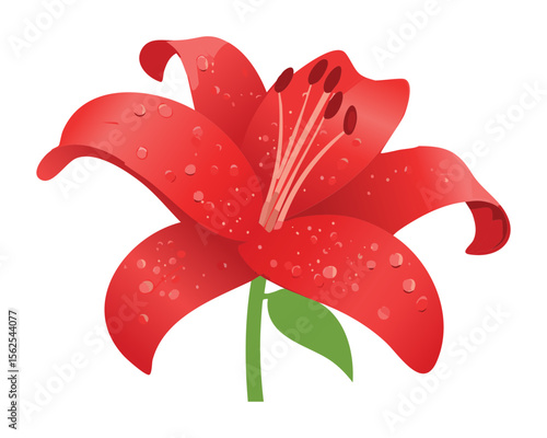 Bold Red Lily Flower with Dew Drops