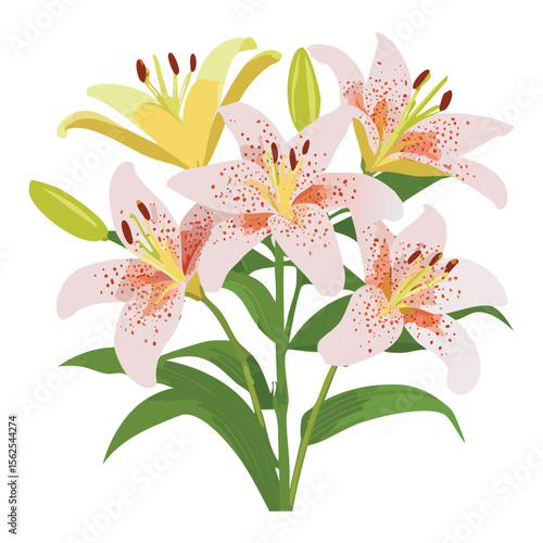 Delicate White Lilies Pink Speckled Petals