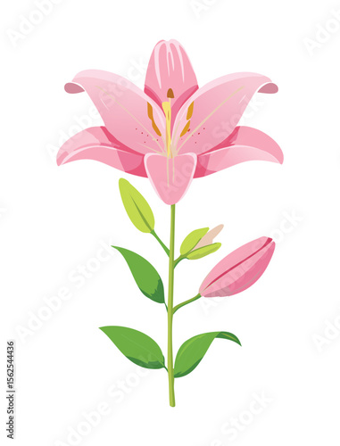 Delicate Light Pink Lily with Unopened Flower Buds