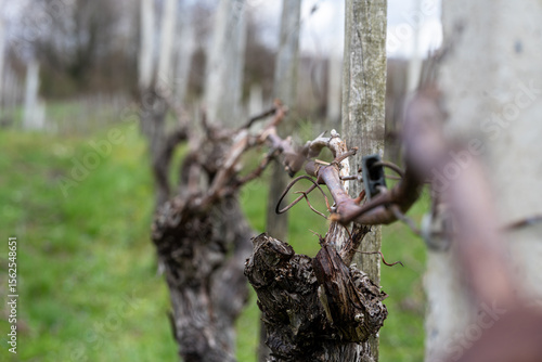 Close-up of bare grapevines during winter dormancy in vineyard