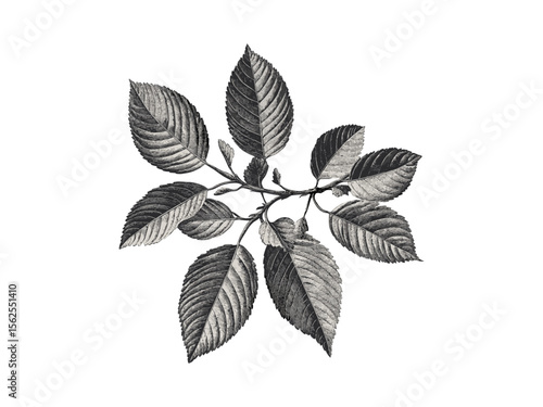 Vintage walnut branches engraving, retro botanical illustration, black sketch of walnut leaves, rustic nature tree decor, eco-conscious woodland art, classic engraving style