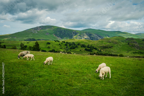 Several young adult sheep graze on a lush green pasture along a gentle farmyard slope, with layered green fells rolling in the background under a cloudy summer sky in the Lake District.