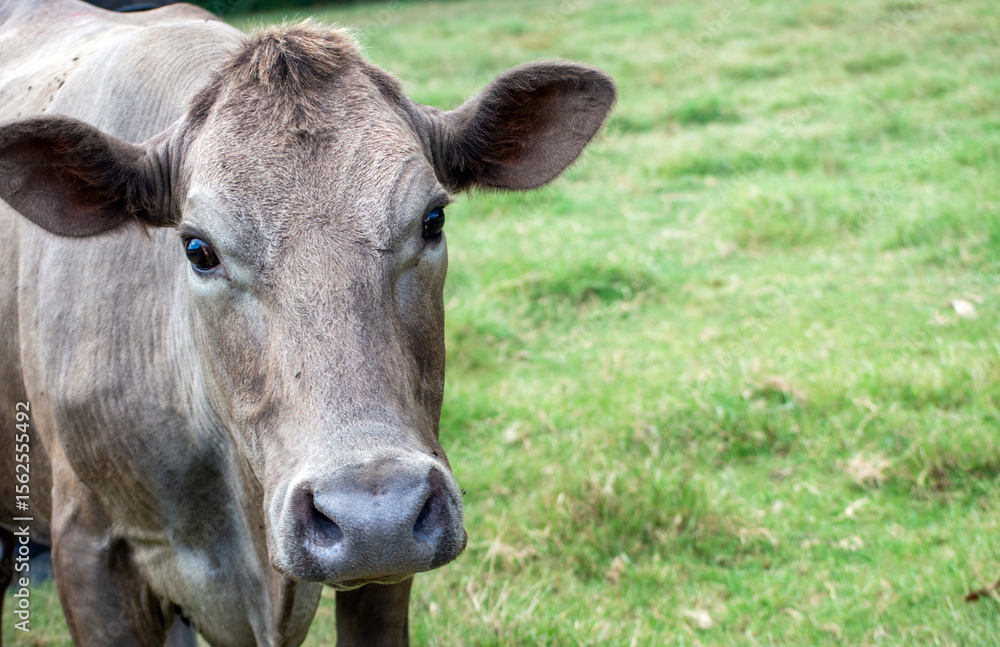 Curious cow Curious cow