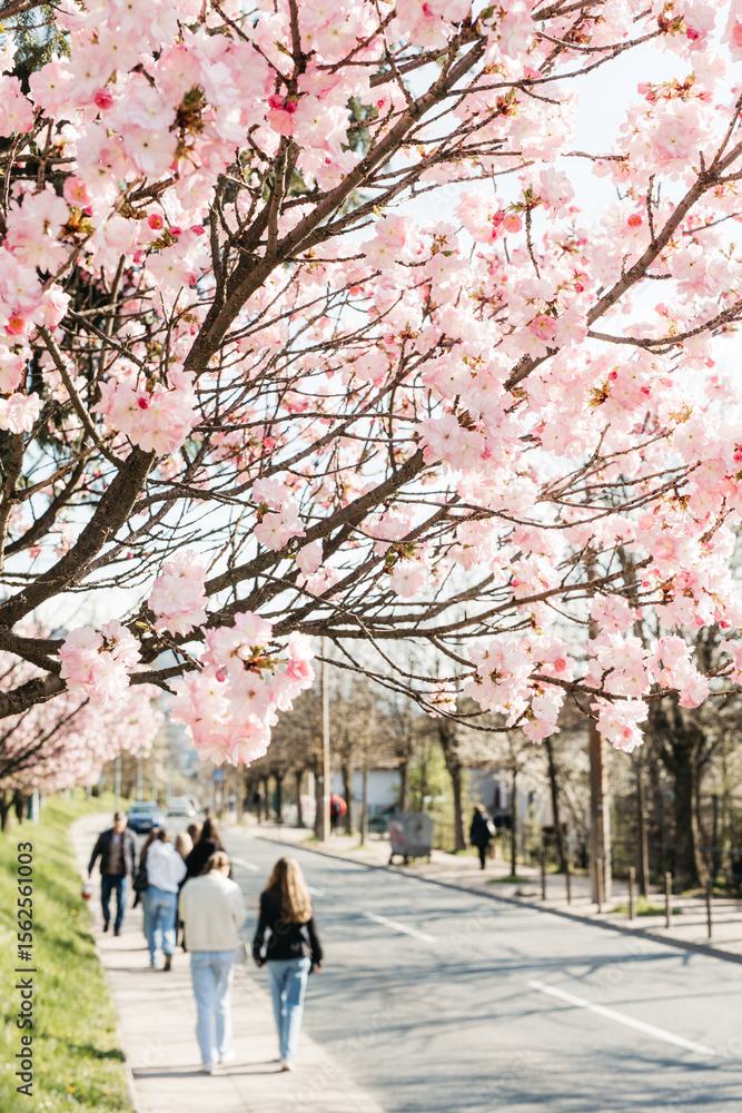 Blossoming Sakura tree flowers. Blossoming Sakura tree flowers.