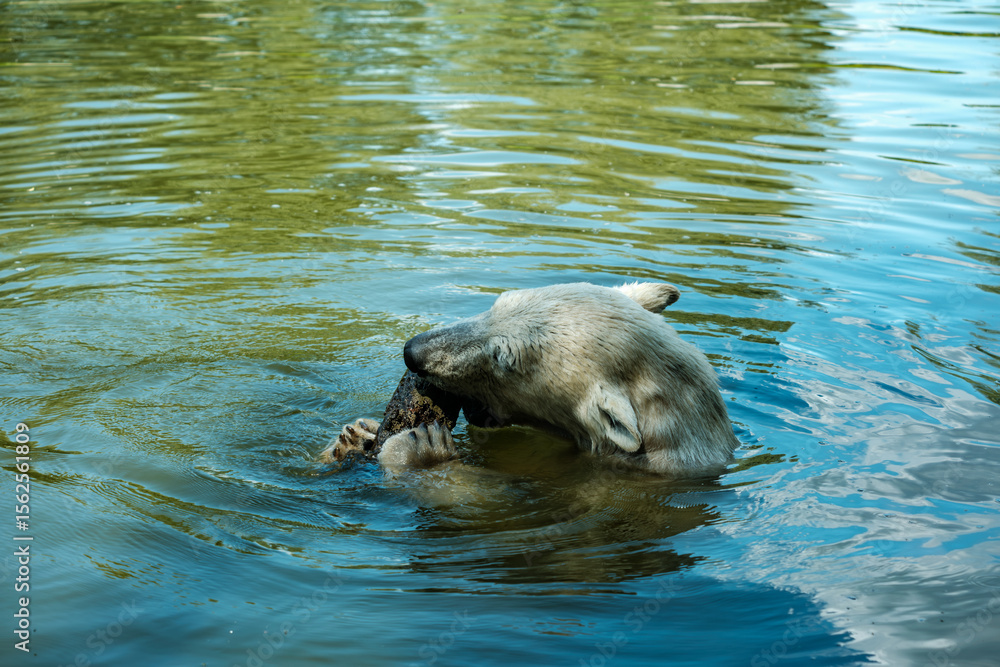 Fototapeta premium Polar bear swimming and playing in the water