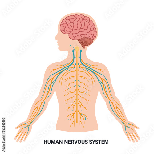 Detailed anatomical illustration of the human nervous system displaying the central nervous system brain and spinal cord along with peripheral nerves extending throughout the body