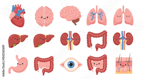 Cute Cartoon Human Anatomy Organs Collection For Children Education And Medical Illustrations