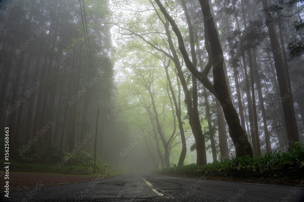 Fototapeta premium Fontinhas road with dense vegetation on a foggy day in a mysterious environment on the Azorean island of Santa Maria-Portugal