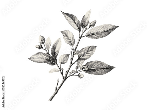 Vintage hand-drawn almond tree leaves, botanical art, rustic tree decor, almond branches, nature illustration, black sketch, retro woodland engraving, eco-friendly wall art, floral print