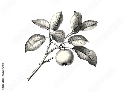 Vintage hand-drawn apple tree leaves, botanical illustration, fall tree sketch, old engraving style, eco-friendly print, black sketch, retro nature art, autumn foliage design