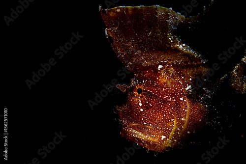 Leaf Scorpionfish Portrait
