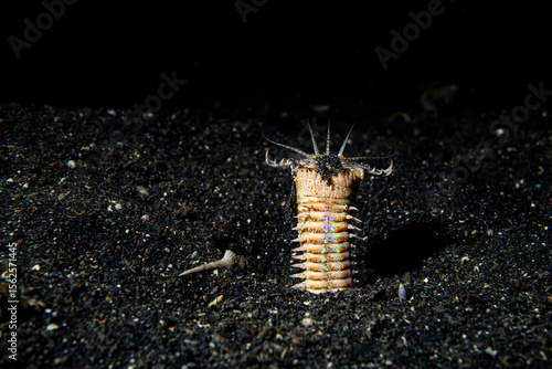 Bobbit Worm