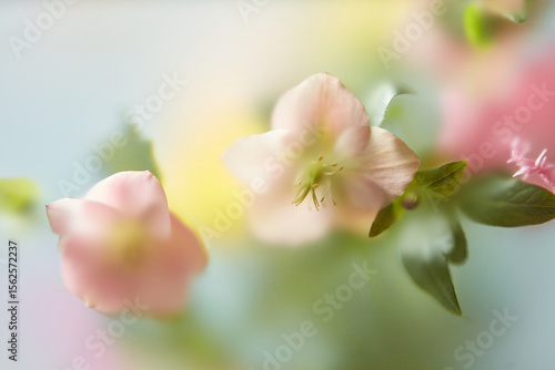 Soft pastel flowers seen through frosted film
