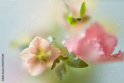 Pink flower petals seen through soft matte film