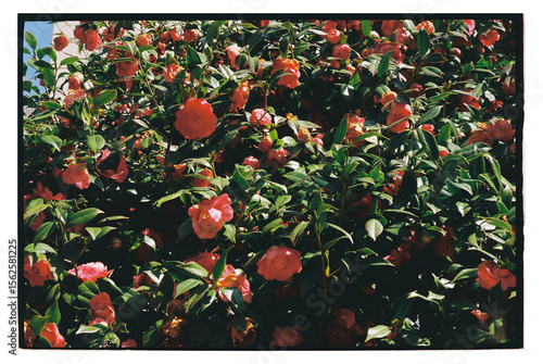 Colorful camellias bloom vibrantly in a garden during the spring 